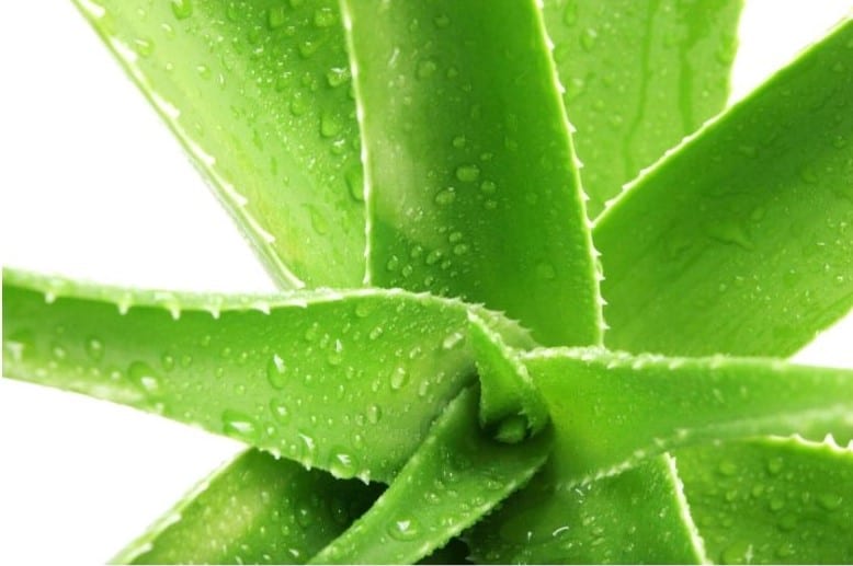 Aloe vera plant